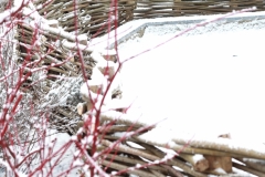 Cornus alba `Sibirica` en wilgenscherm bedekt met sneeuw